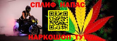 прущие грибы Будённовск